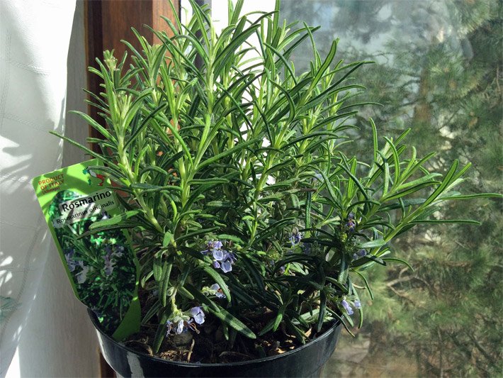 Rosmarintopf, botanischer Name Rosmarinus officinalis, mit einer Pflanzkarte auf dem Fensterbrett in einer Wohnung