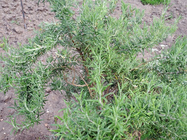 Rosmarinus officinalis, auch Echter Rosmarin genannt, in einem Kräuterbeet