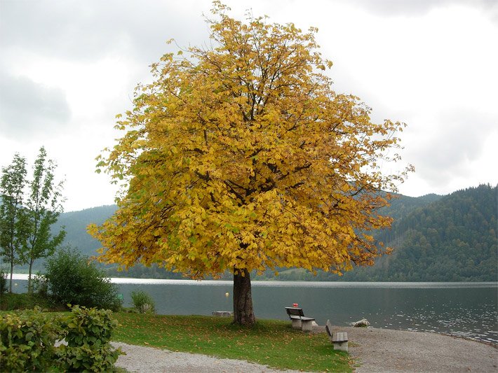 Rosskastanie mit goldgelb gefärbtem Herbst-Laub und gleichmässiger Silhouette an einem See in Bayern