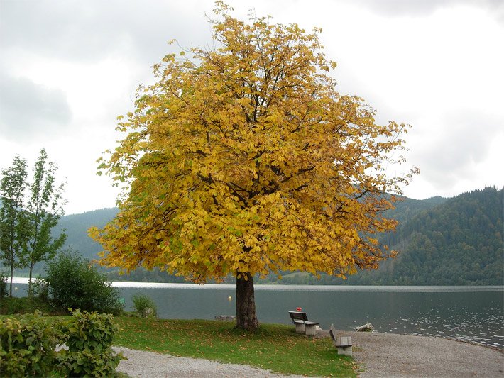 Bestimmen laubbäume Waldbäume