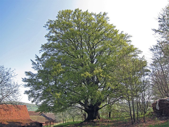 Freistehende, große Rot-Buche mit grünen Blättern im Frühjahr am Dorfrand