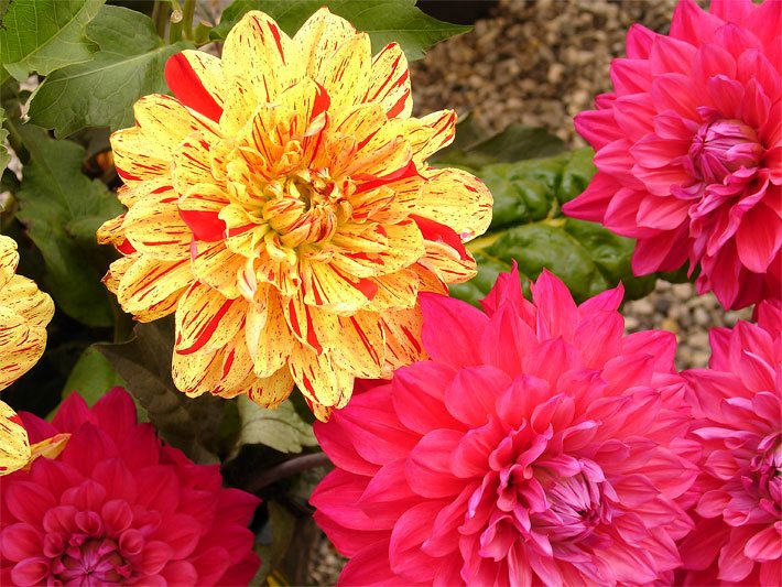 Rot-gelb gemusterte und rote Blüten von Garten-Dahlien, botanischer Name Dahlia x hortensis, in einem Blumenbeet