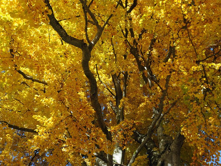 Schattiger Rotbuchenwald im Herbst mit orange-gelber, roter Blattfärbung