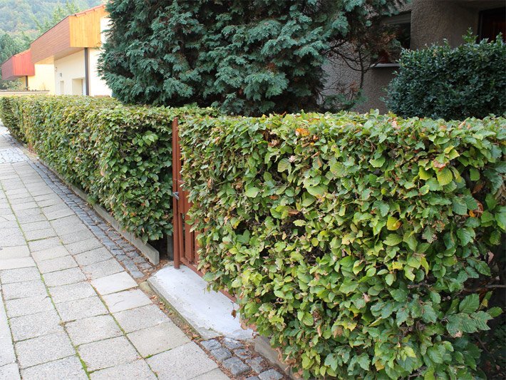 Grün belaubte Rotbuchenhecke oder Buchenhecke mit Quader-Formschnitt an einem Gehweg