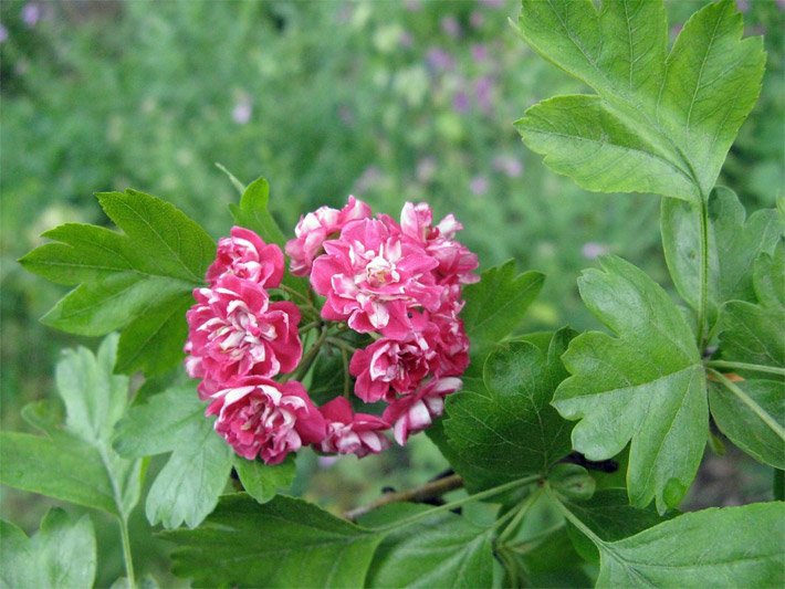 Weiß-rote, dekorative Blüten von einem Echten Rotdorn, botanischer Name Crataegus laevigata Paul`s Scarlet