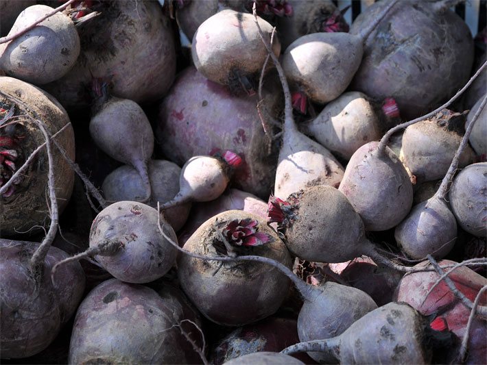 Ungeschälte, rohe Rote-Beete-Knollen in einer Gemüse-Kiste