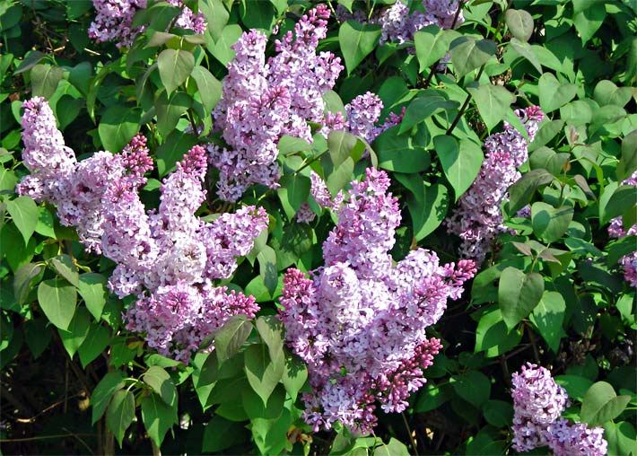 Rot-rosa blühende Fliederhecke mit grünen Blättern