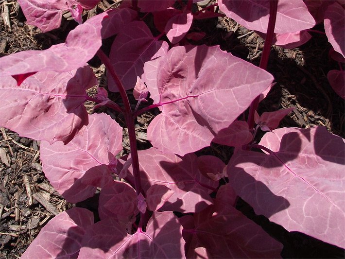 Rote Gartenmelde mit blass karminroten Blättern vor der Ernte in einem Staudenbeet