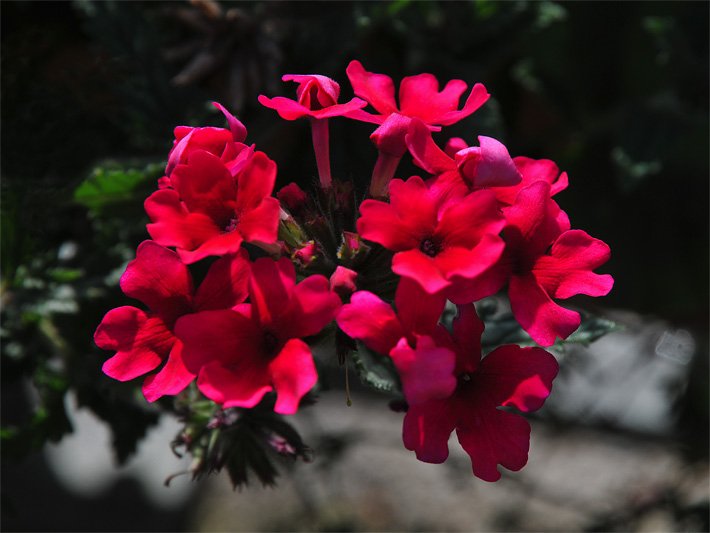 Leuchtend rote Geranien-/Pelargonien-Blüten, botanischer Name Pelargonium, als hängende Balkonblumen in einem Blumenkasten