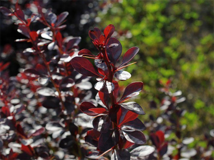 Rote Heckenberberitze / Blutberberitze, der Sorte Atropurpurea, botanischer Name Berberis thunbergii, mit dunkelroten Blättern und Blattdornen