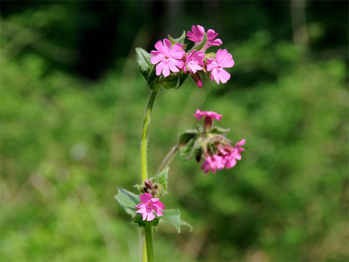 Rosa-rot blühende Rote Lichtnelke / Waldnelke, botanischer Name Silene dioica, auf einer Wiese