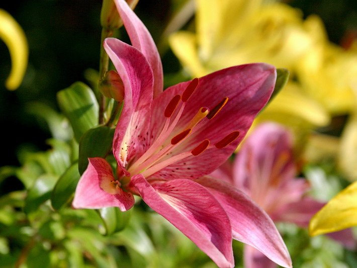 Rote Blüte einer Lilie, botanischer Name Lilium, deren Sorte oder Art unbekannt ist
