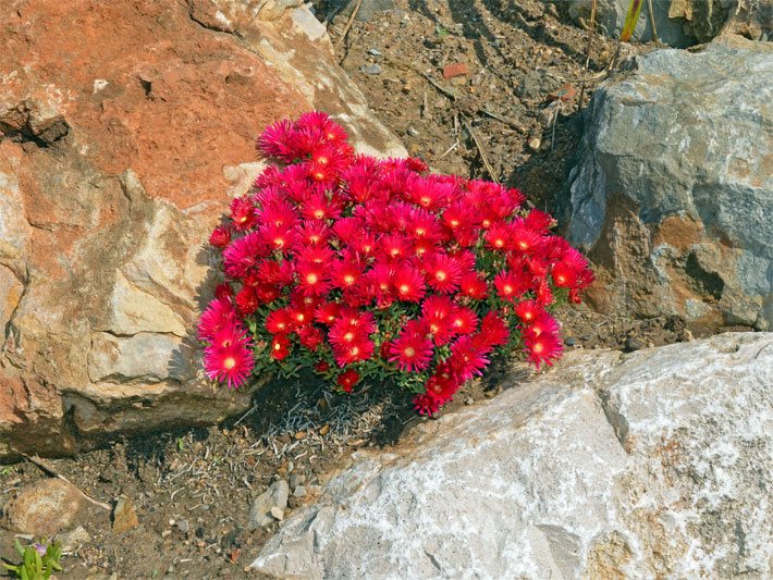 Rote Mittagsblumen, botanischer Name Delosperma, mit gelber Blütenmitte, auf einer Naturstein-Mauer