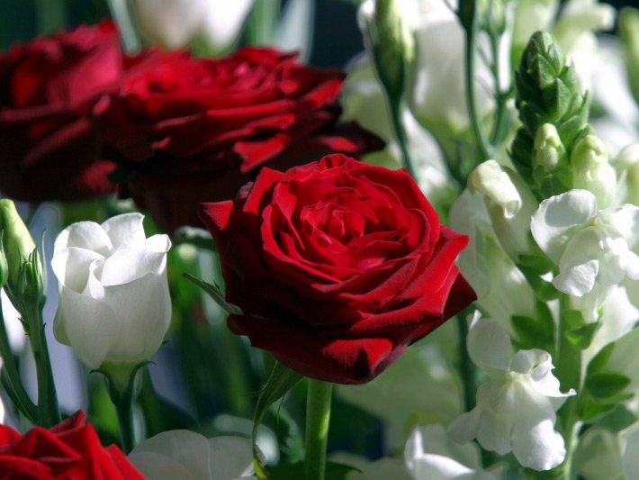 Rote Rosen, botanischer Name Rosa, umgeben vom Weißen Großen Löwenmaul