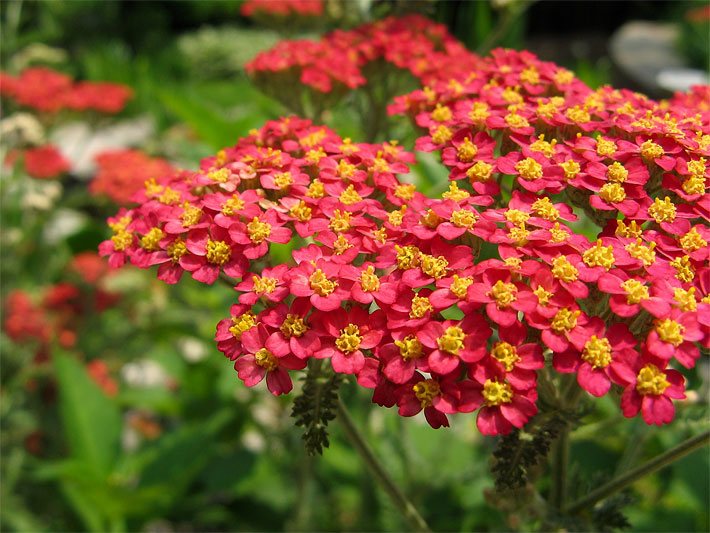 Rot-gelbe Blüten einer Roten Schafgarbe der Sorte Paprika, botanischer Name Achillea millefolium, auf dem Balkon