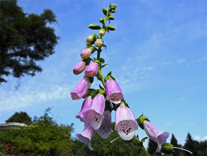 Rosa-rote Blüten von einem Roten Fingerhut, botanischer Name Digitalis purpurea