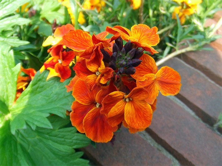 Tellerblüten mit leuchtend orange-roter Blüten-Farbe von einem Goldlack, botanischer Name Erysimum cheiri