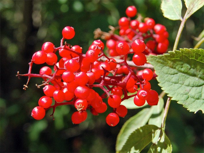 Hellrote Beeren vom Roten Holunder