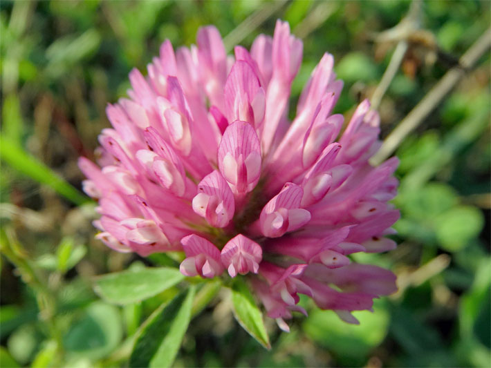 Violette Blüte mit Flügel und Schiffchen von einem Rotklee (Wiesenklee), botanischer Name Trifolium pratense, auf einer Garten-Wiese