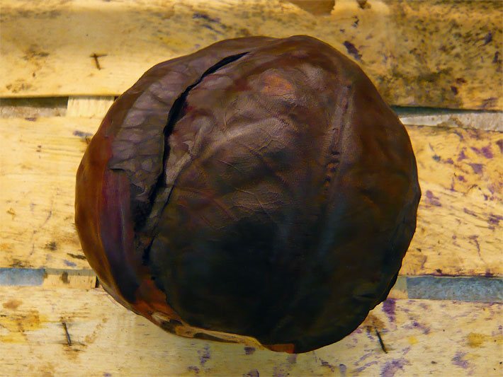 Rot-violetter, runder Rotkohl-Kopf nach der Ernte in einer Holz-Gemüsekiste