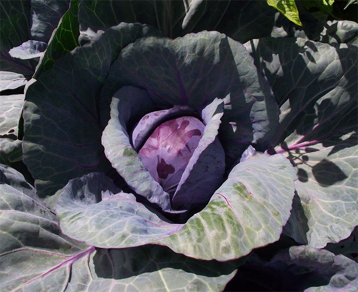 Blass-violette Rotkohl-Pflanze in einem Gemüsebeet, die im Küchenbereich auch Blaukraut oder Rotkraut genannt wird