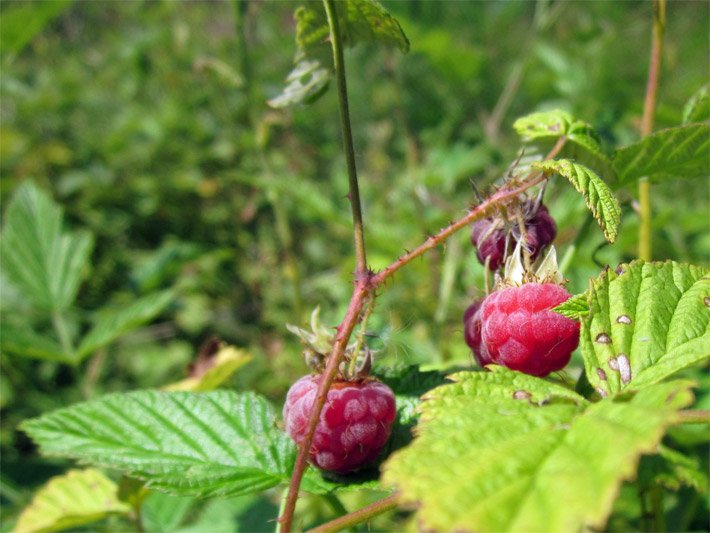 Ast eines Himbeerstrauches, botanischer Name Rubus idaeus,  mit feinen Stacheln, zwei roten Beeren und hellgrünen Blättern