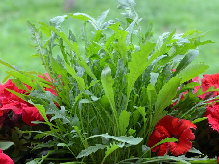 Grüner Rucola-Salat vor dem Ernten in einem Balkon-Blumenkasten mit roten Petunien