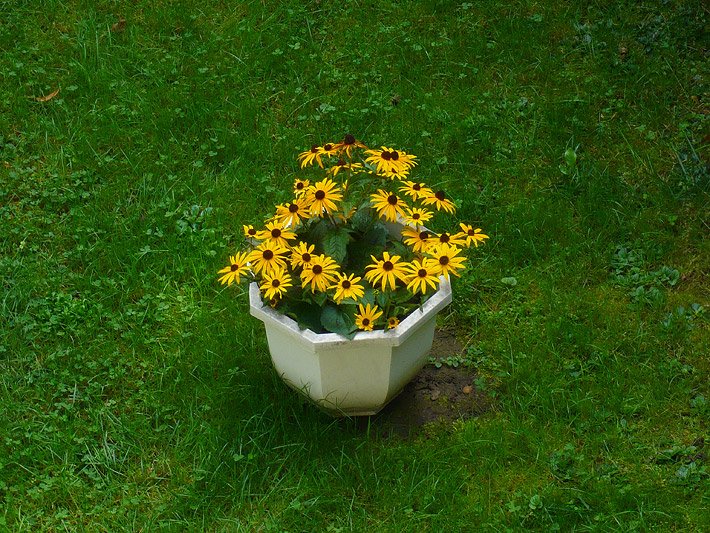 Gewöhnlicher Sonnenhut in einem weißen Blumentopf auf einer Wiese im Garten mit gold-gelben Blüten