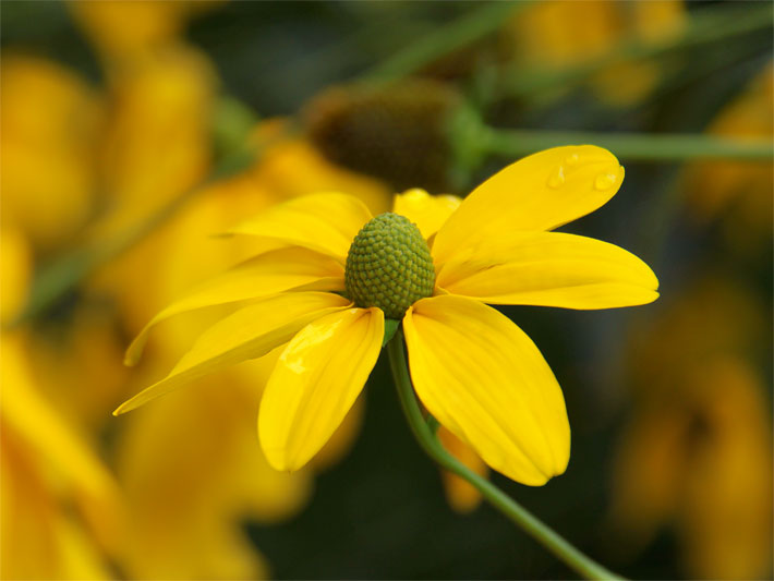 Schlitzblättriger Sonnenhut mit gelben Zungenblüten und grünem körbchenförmiger Blütenmitte, botanischer Name Rudbeckia laciniata