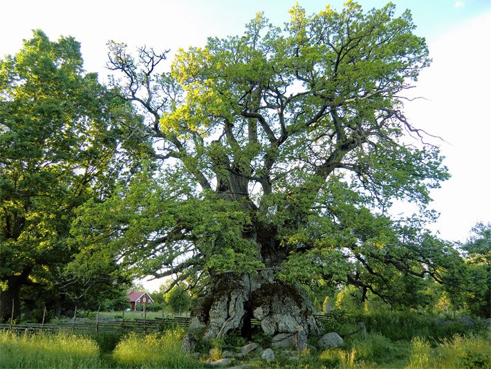 Rumskullaeken-Kvilleken-Stieleiche in Schweden