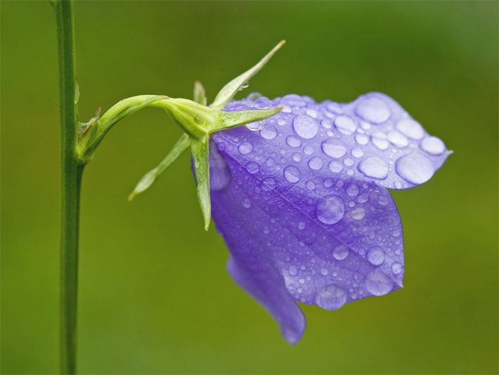 Rundblättrige Glockenblume, botanischer Name Campanula rotundifolia, mit blass-lila Blüte und Wassertropfen
