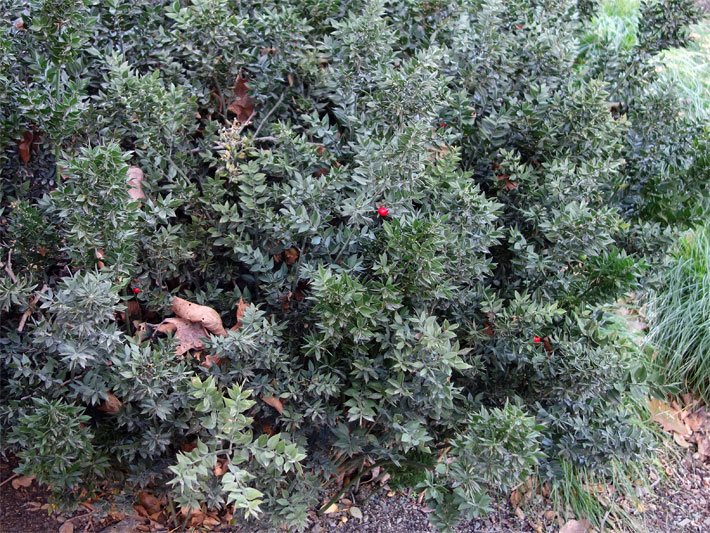 Stechender Mäusedorn, botanischer Name Ruscus aculeatus, mit wenigen roten Früchten in einem Vorgarten