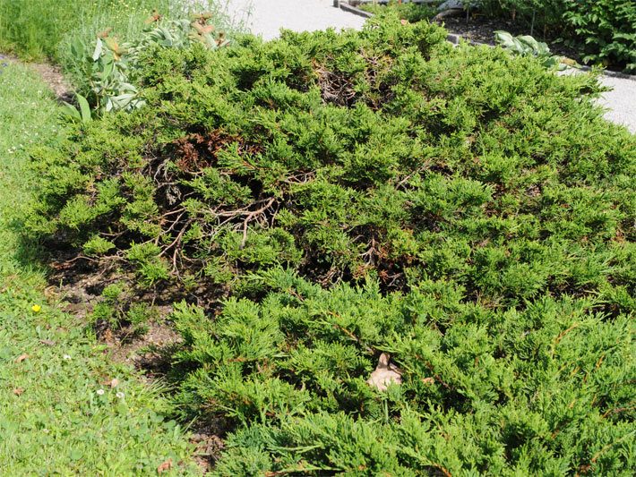 Niedrig wachsender Sadebaum-Wacholder, botanischer Name Juniperus sabina, in einem Garten