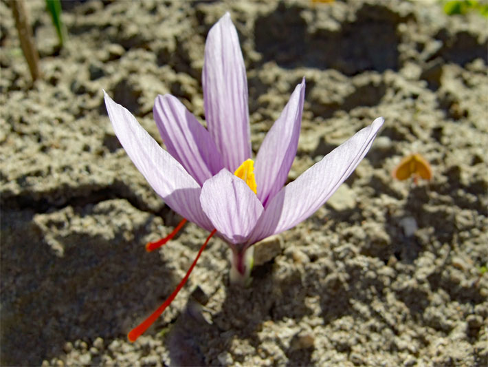 Violett blühender Safran-Krokus in einem Garten-Beet mit gelben Narben und typischen rot-orangen Griffeln, botanischer Name Crocus sativus