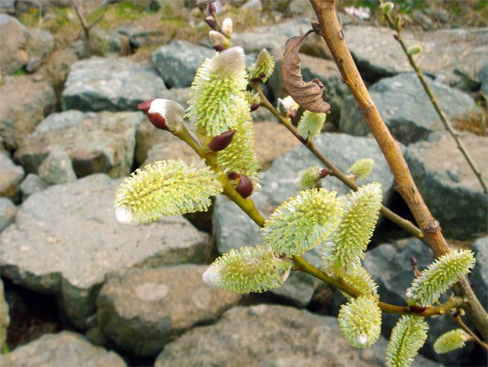 Sal-Weide, botanischer Name Salix caprea, mit Blüten, die auch Weidenkätzchen genannt werden