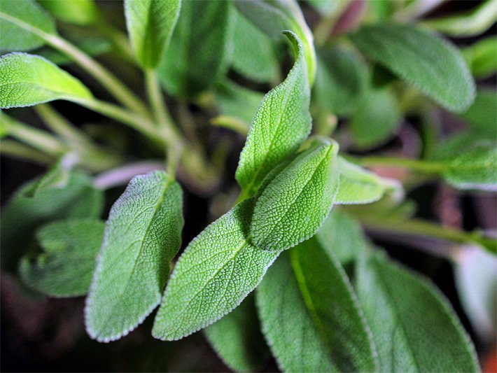 Gerunzelte, grau-grüne Salbeiblätter in einem Beet