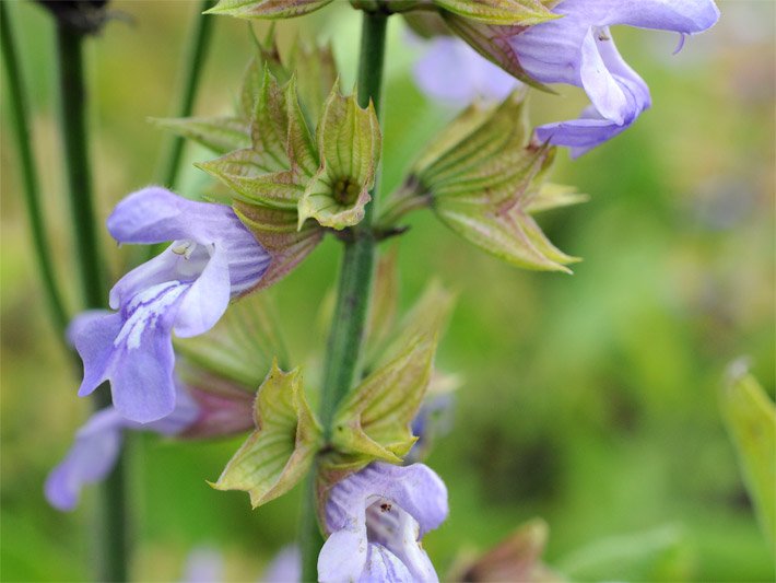 Violette Salbeiblüte vom Echten Salbei, botanischer Name Salvia officinalis, in Großaufnahme mit zum Teil rotbraunen Blüten-Kelchen der Lippenblüte