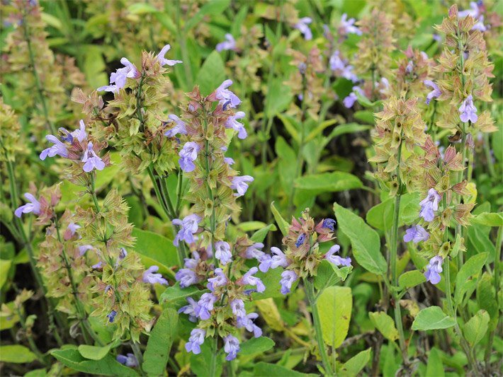 Blühender Echter Salbei mit violetten Blütenkronen und rotbraunem Blütenkelch