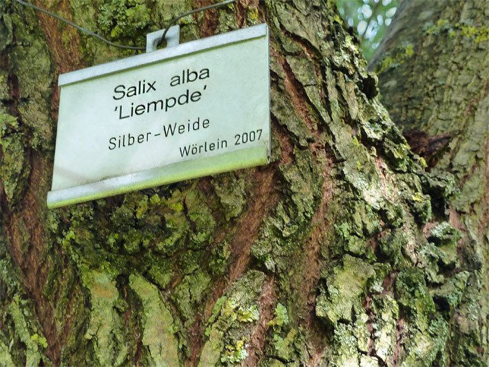 Grün-braune Rinde einer Silber-Weide