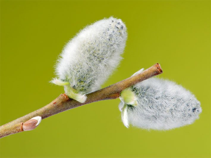 Weiß behaarte, junge Palmkätzchen-Blüten einer Sal-Weide, botanischer Name Salix caprea