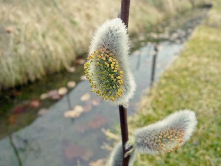 Flauschig-graue, männliche Blüten-Kätzchen, die an Pinselblüten erinnern, mit herausstehenden orange-gelben Blütengriffeln einer Korb-Weide, botanischer Name Salix viminalis