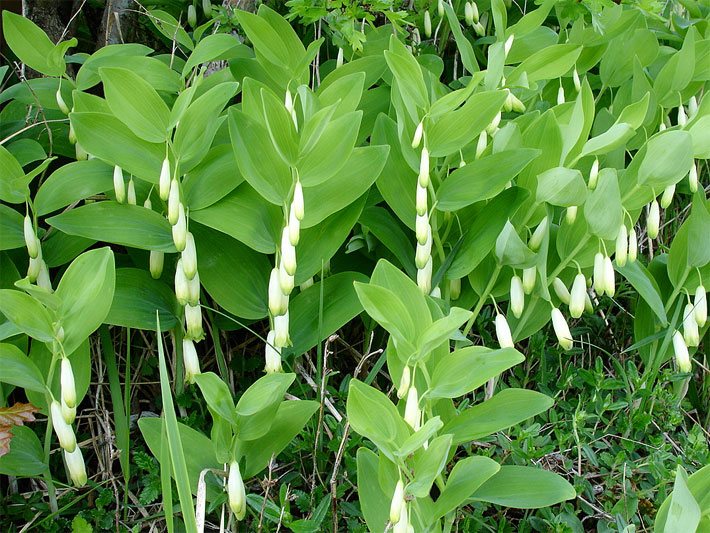 Wild wachsendes Echtes Salomonssiegel, auch Wohlriechender Weißwurz, mit weißen Blüten