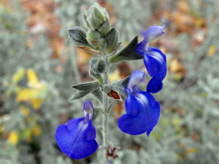 Lippenblüten mit leuchtend blauer Blüten-Farbe von einem Gamander-Salbei, botanischer Name Salvia chamaedryoides