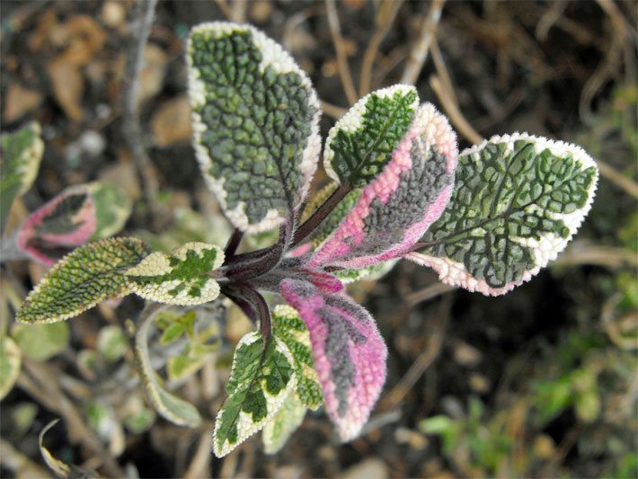Grüne Blätter von einem dreifarbigen Salbei der Sorte Tricolor mit weisser oder blass-rötlicher Umrandung