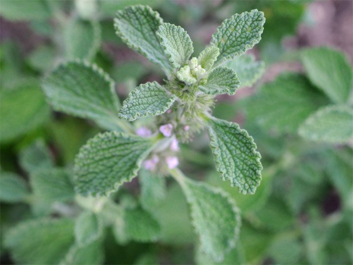 Hellgrüne Blätter und beginnende Blüte vom Muskat-, Römischen Salbei oder Scharlei, botanischer Name Salvia sclarea