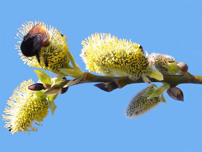 Gelbe Blüten einer Sal-Weide, botanischer Name Salix caprea, mit einer Hummel, faunischer Name Bombus monticola