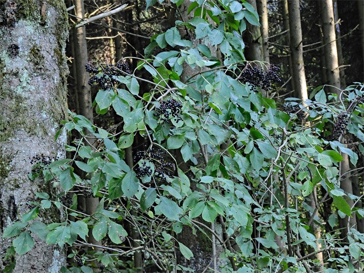 Wild wachsender Schwarzer-Holunder-Strauch, botanischer Name Sambucus nigra, mit schwarzen Beeren an einem Waldrand