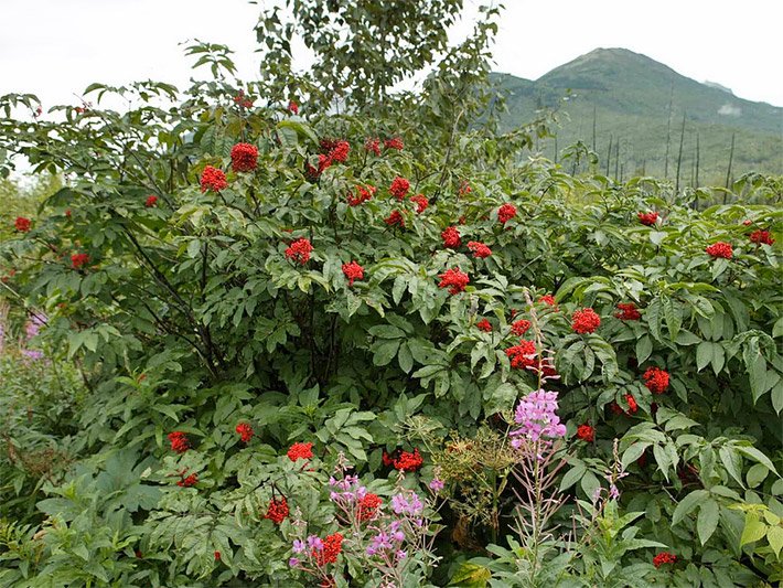 Roter-Holunder-Strauch, botanischer Name Sambucus racemosa, mit reifen, hellroten Beeren und grünen Blättern