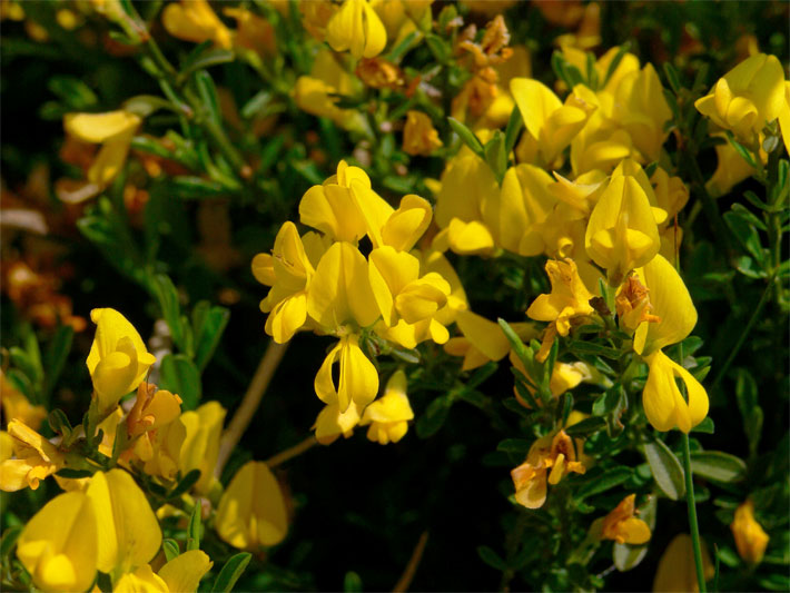 Honig-gelbe Blüten mit Flügeln und Schiffchen mit der Form von Schmetterlingsblüten von einem Behaarten Ginster, auch Sand-Ginster, botanischer Name Genista pilosa