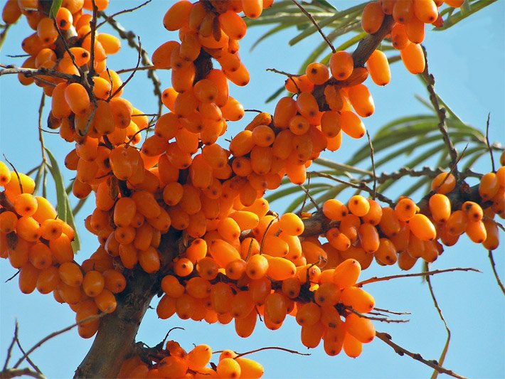 Leuchtend orange-rote Früchte an einem Sanddorn-Strauch